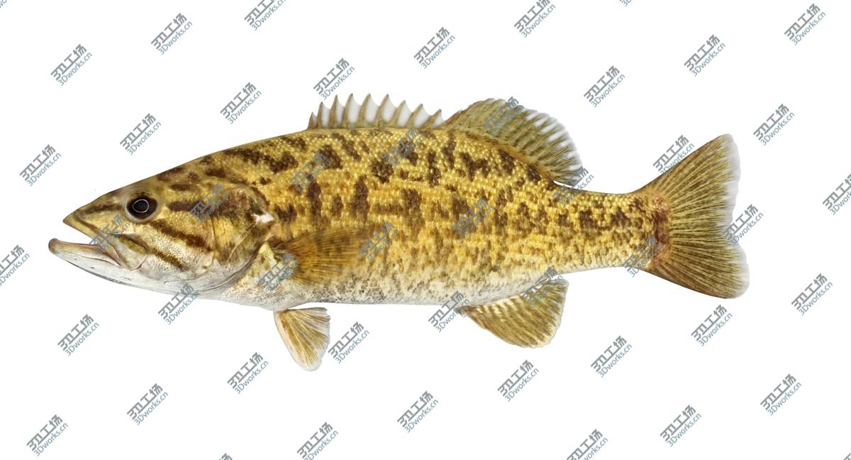 images/goods_img/2021040164/Bass Collection 3D/4.jpg